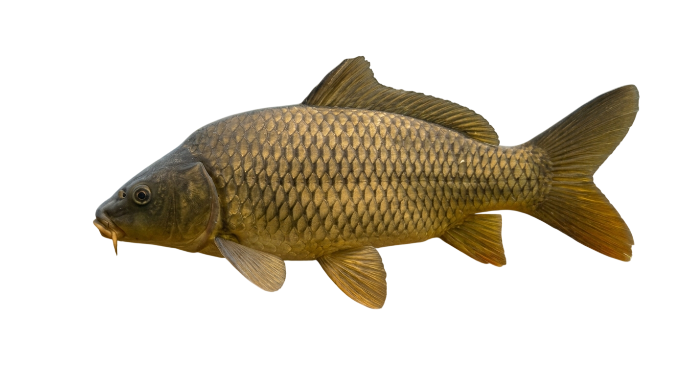 Carpa