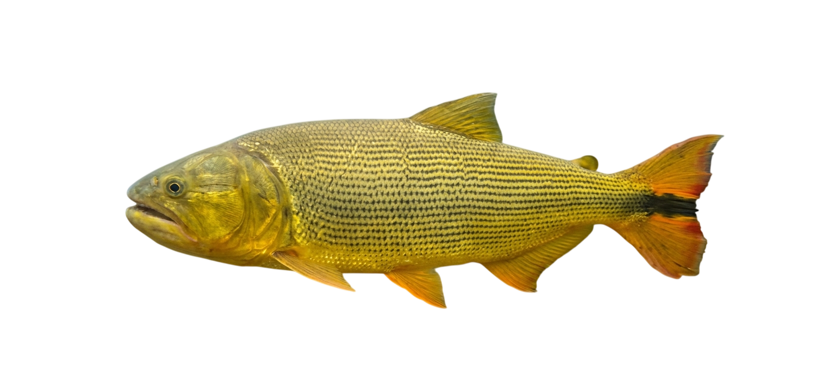 Dorado
