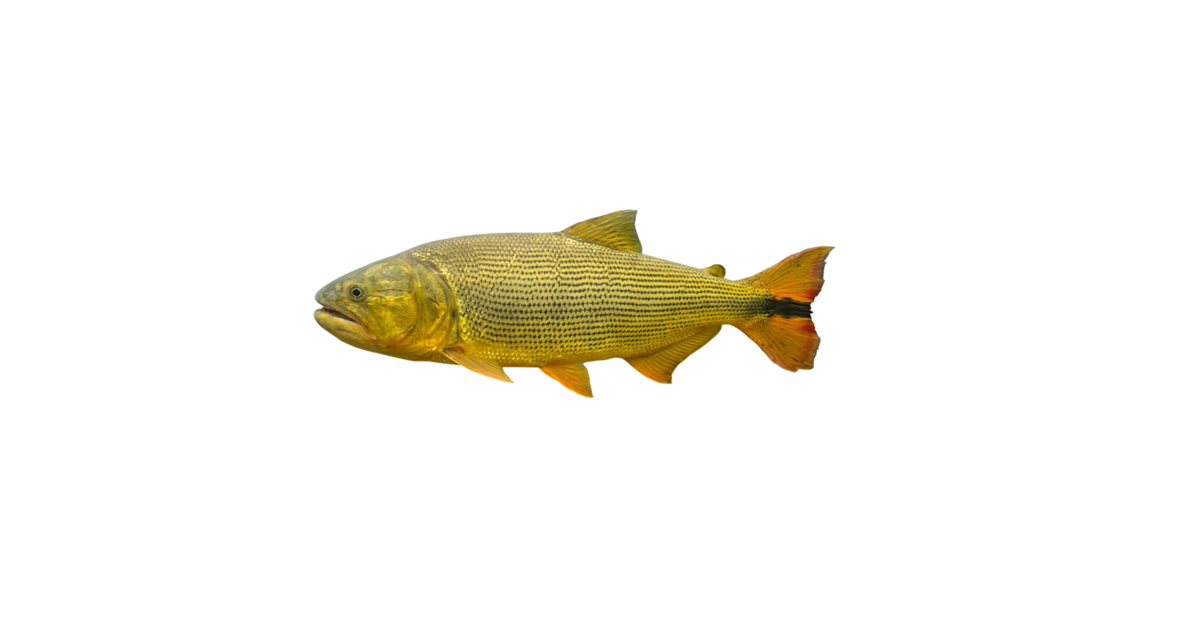 Dorado