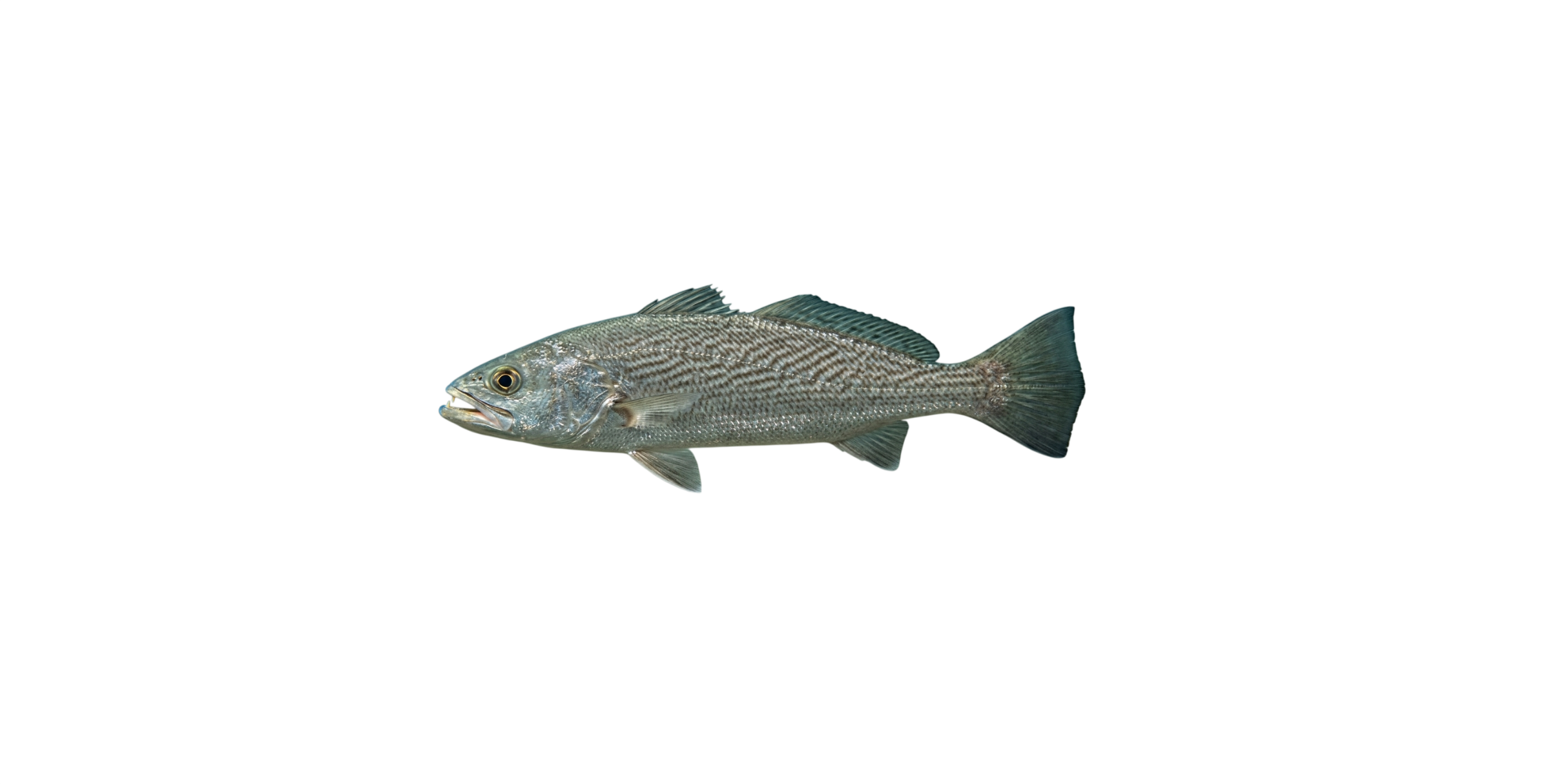 Pescadilla