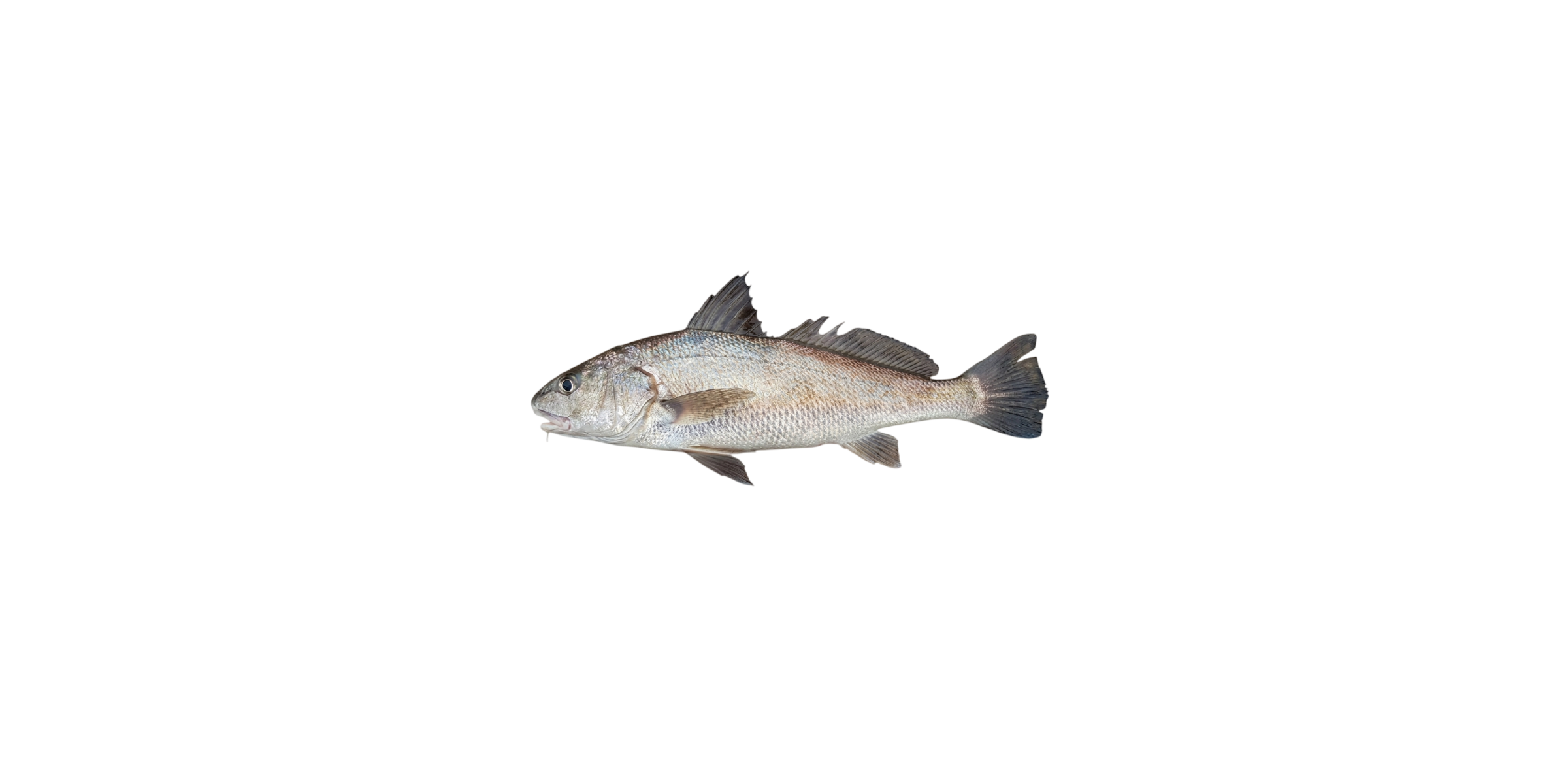 Burriqueta