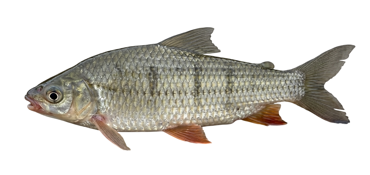 Boga