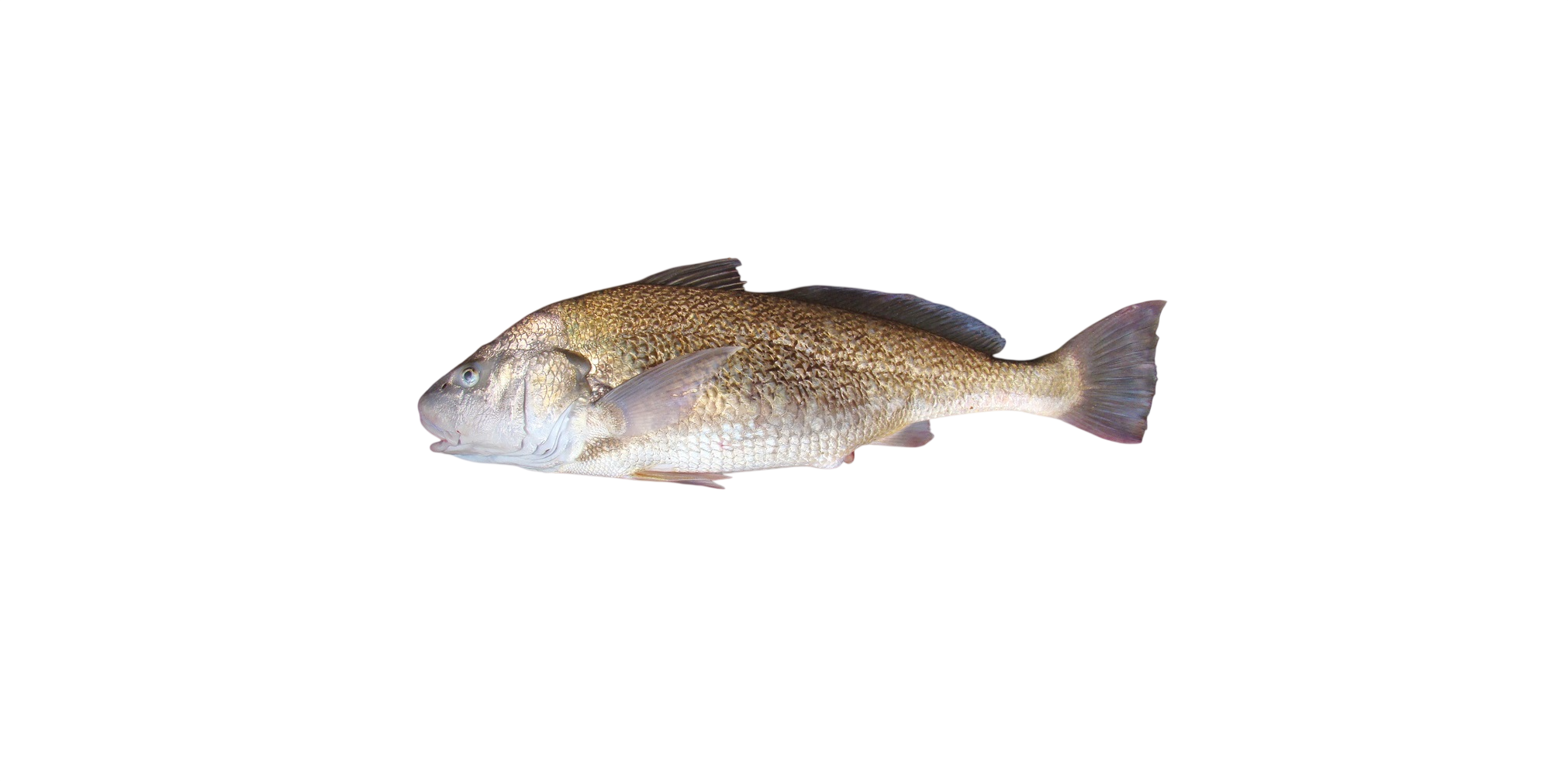 Corvina Blanca