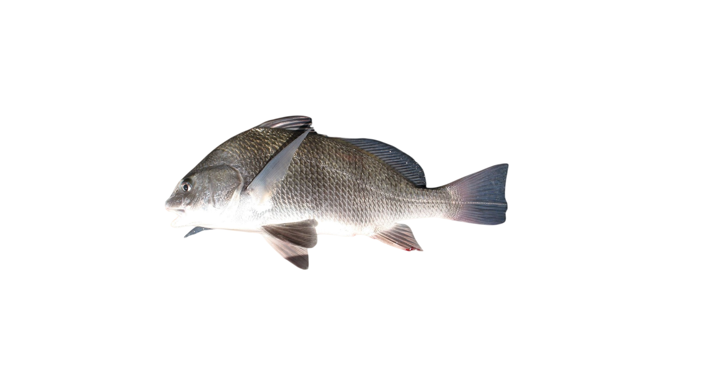 Corvina Negra