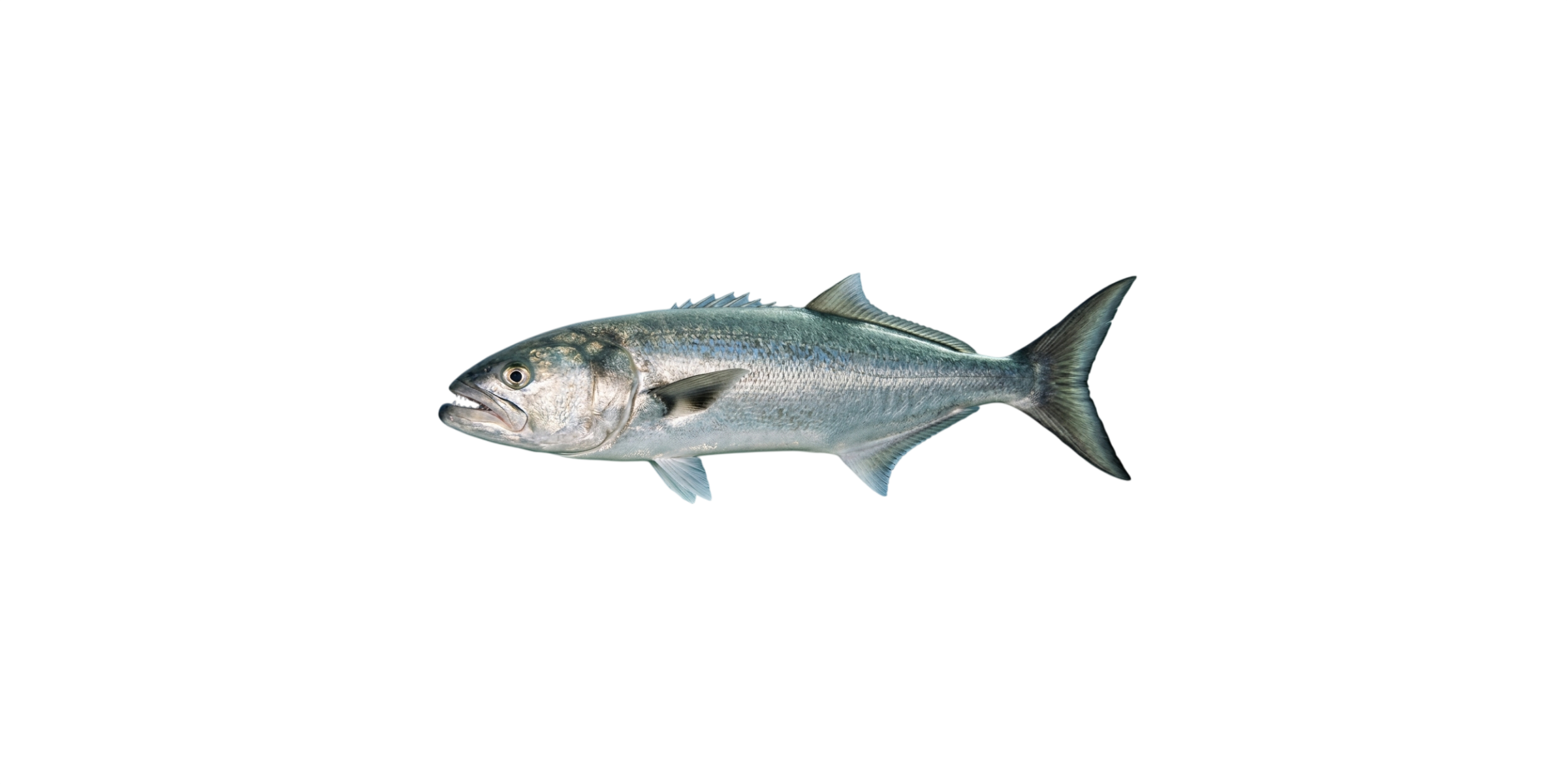 Anchoa / Burel