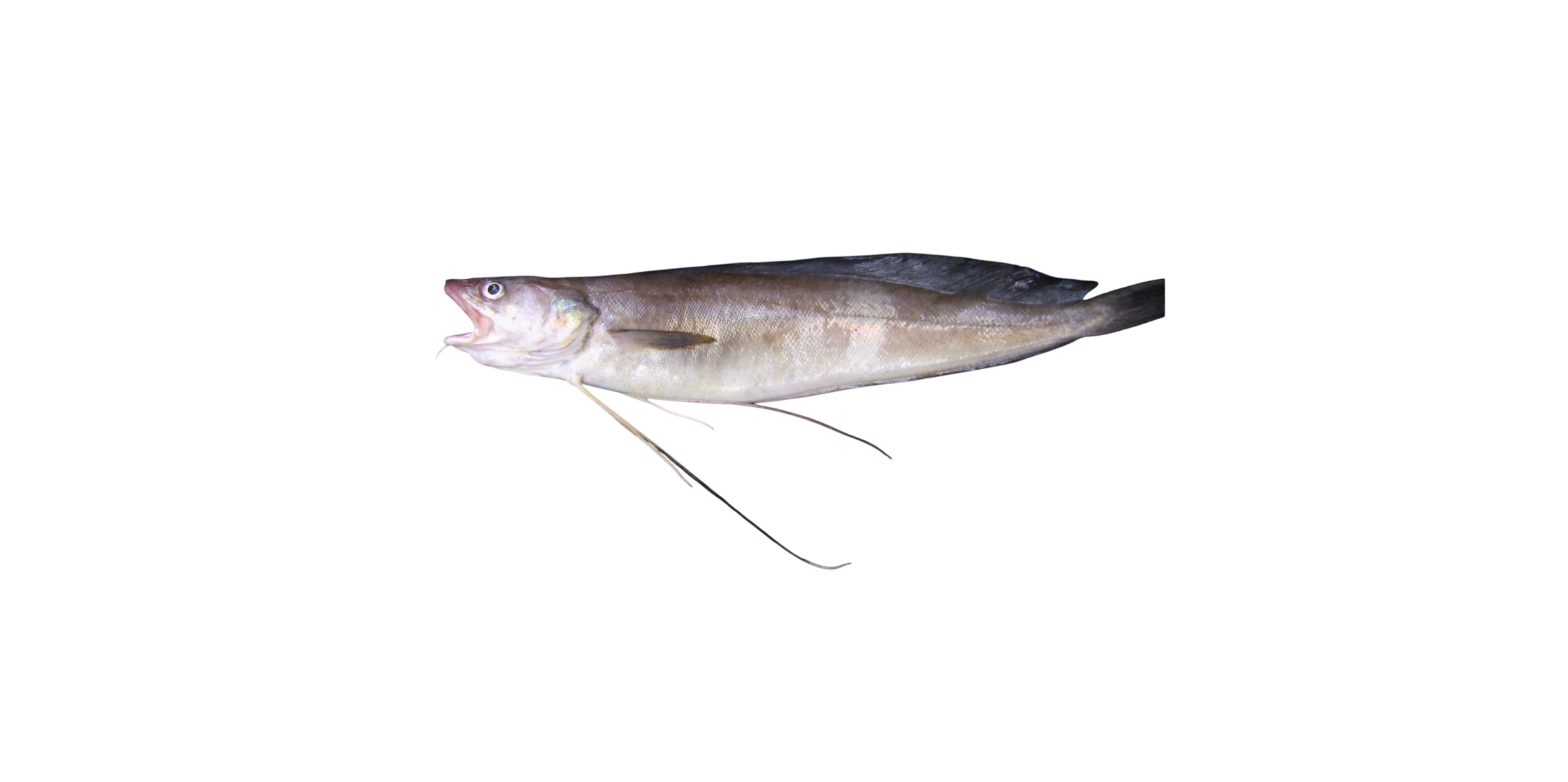 Brótola