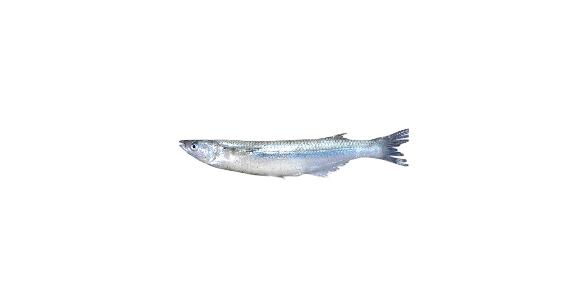 Pejerrey de Mar