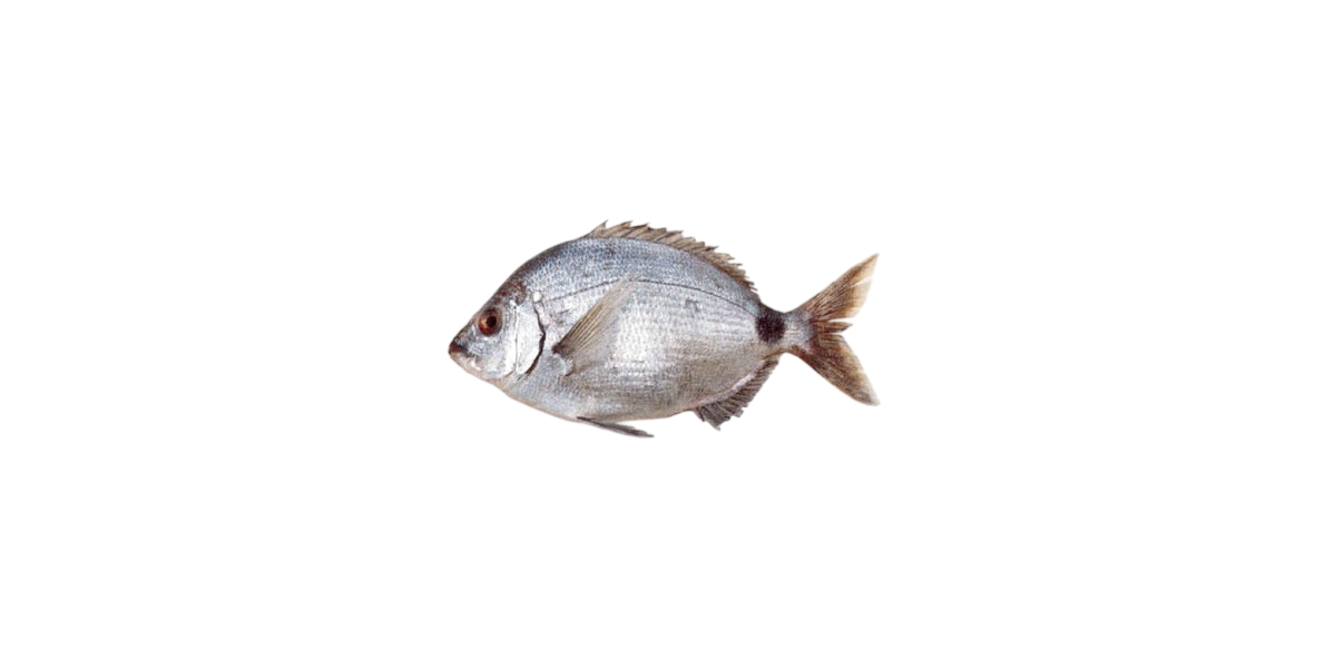 Sargo